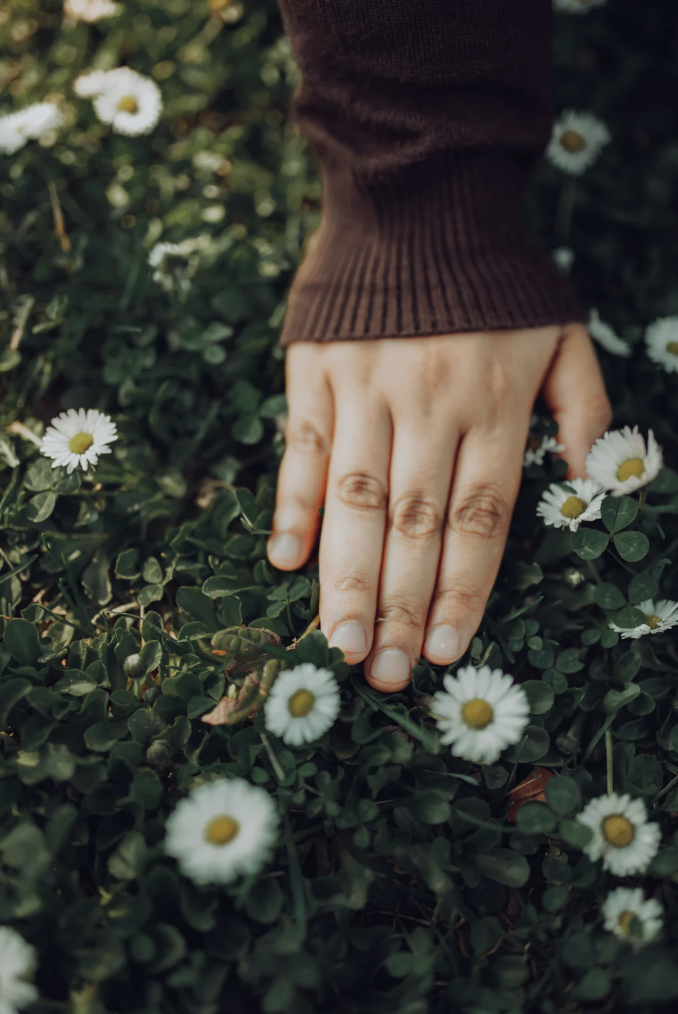 Hand touching little white flowers on ground cover.