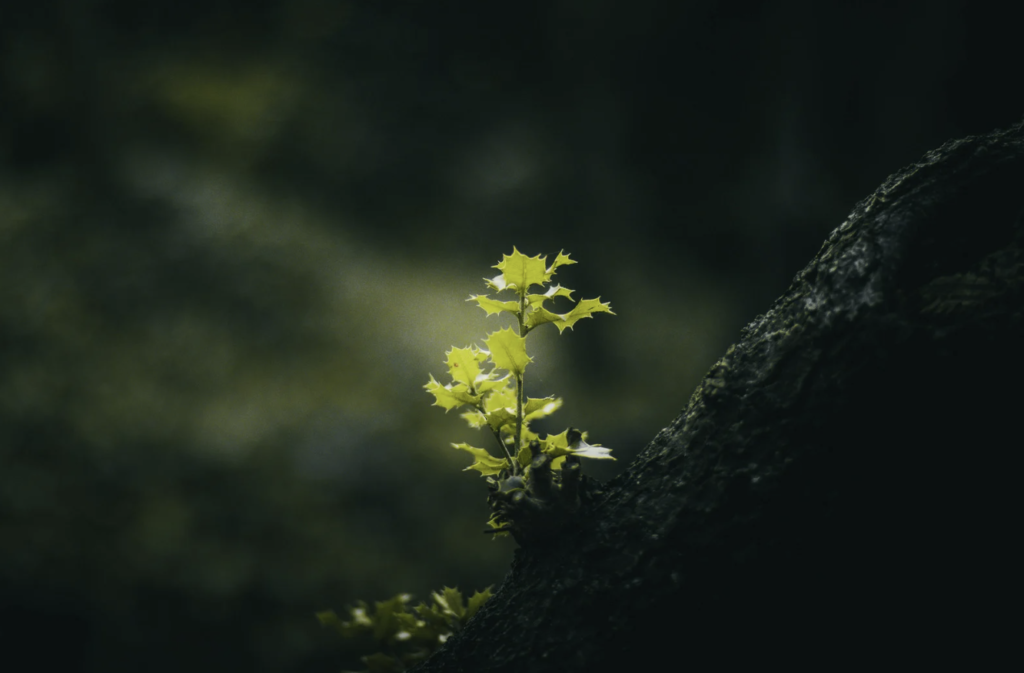 A small ivy plant growing off a tree stump