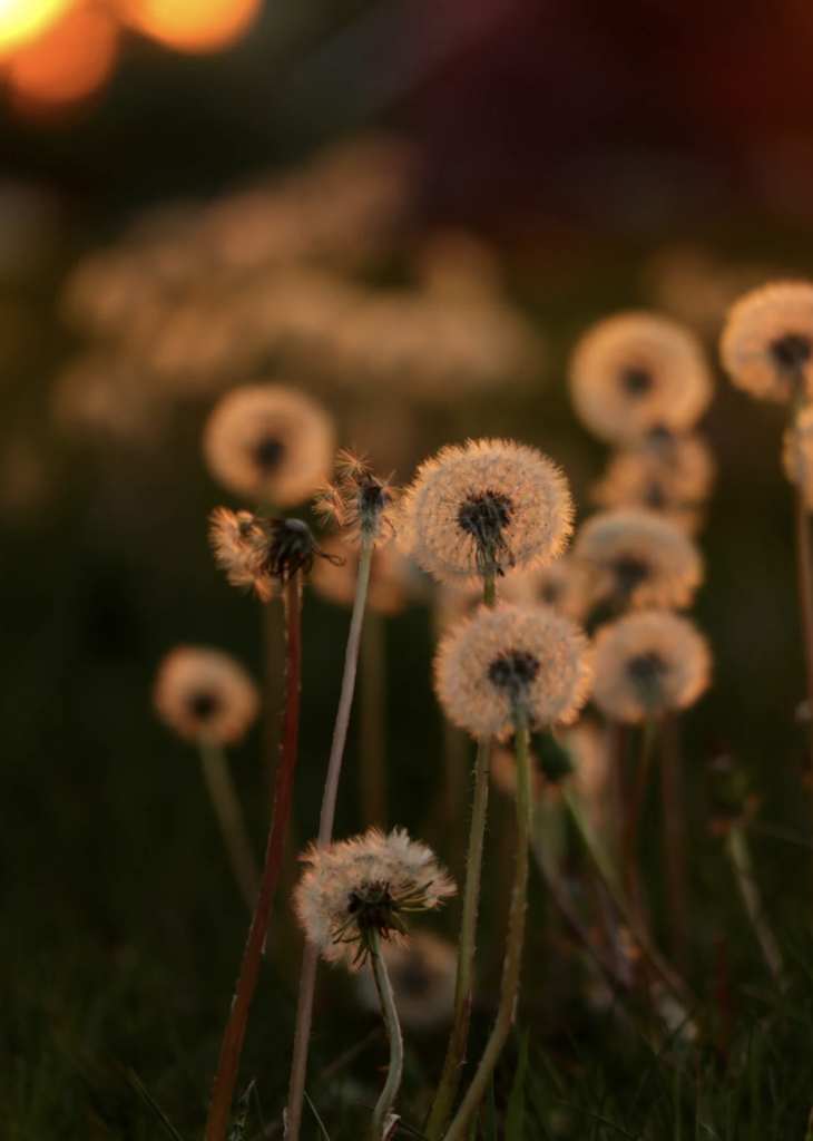 Dandelions ready to spread their seeds in the morning light