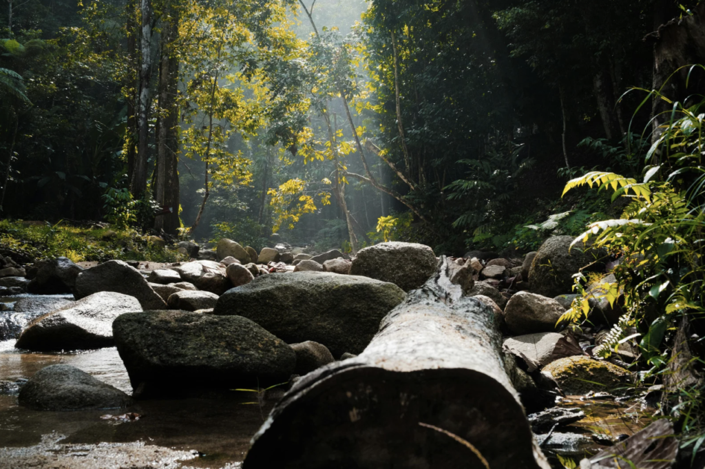 A long fallen in a creek
