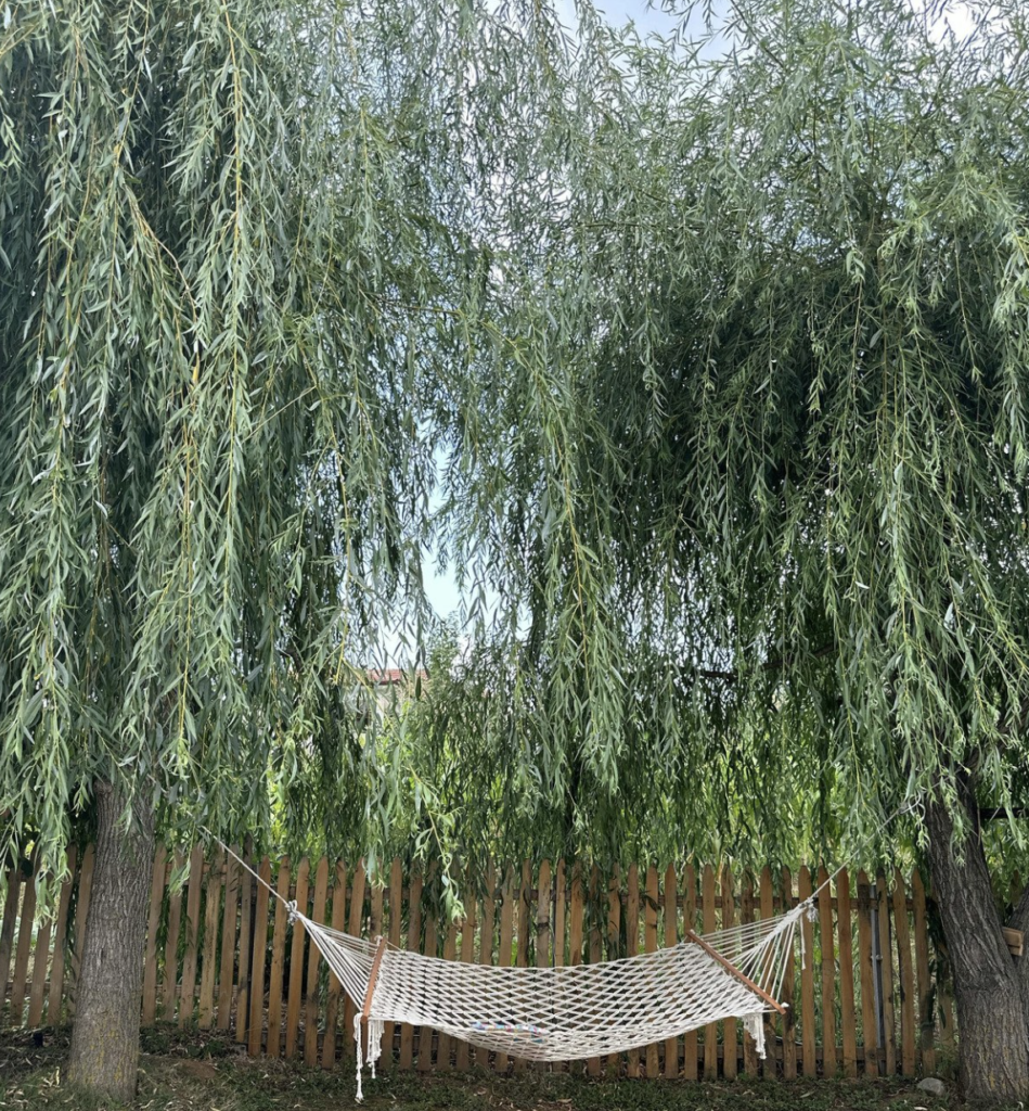 Hammock under a big willow tree