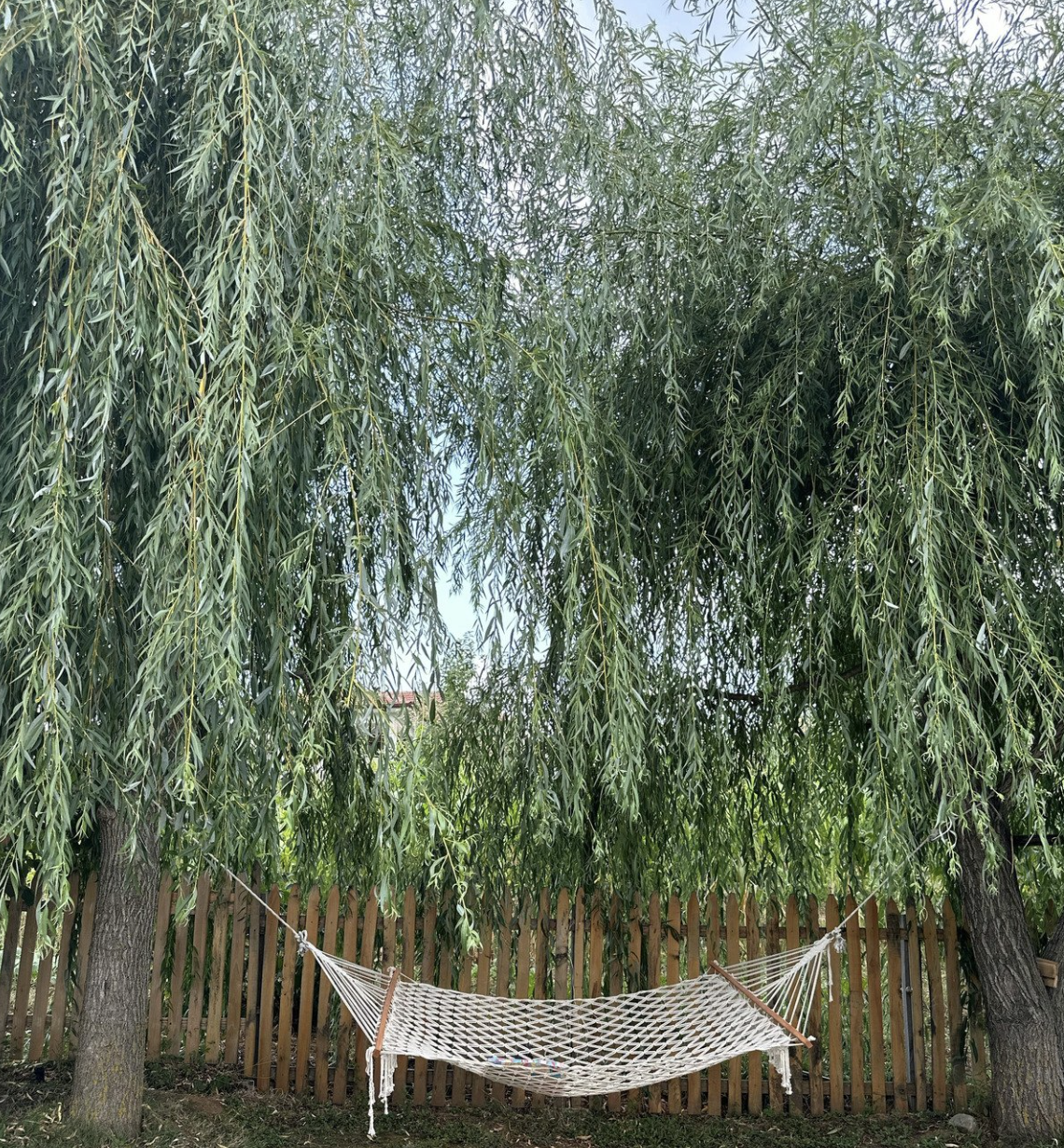 Hammock under a big willow tree
