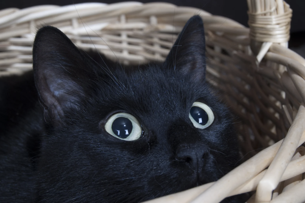Cat with big eyes in a basket