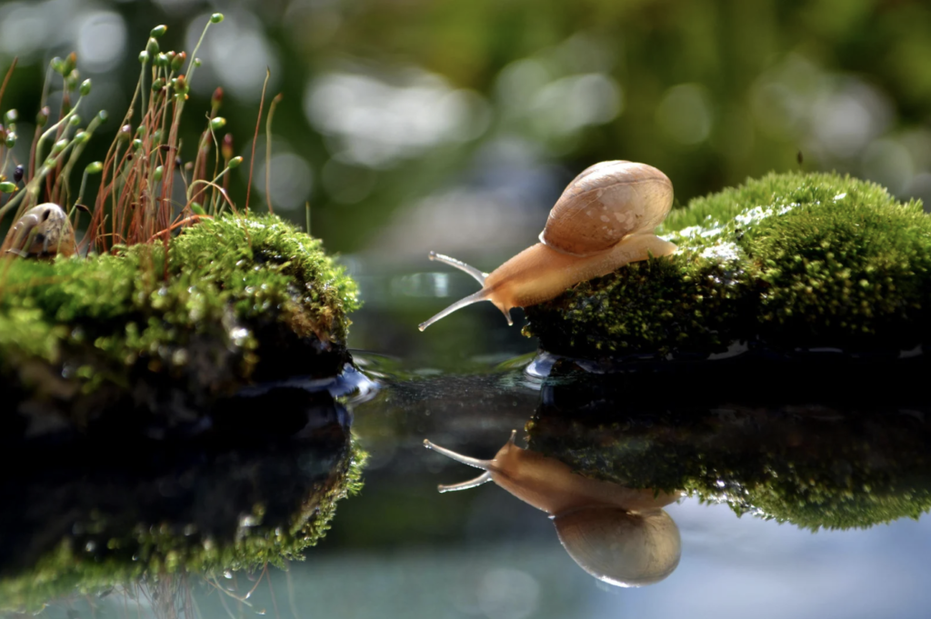 a snail dipping into a little puddle
