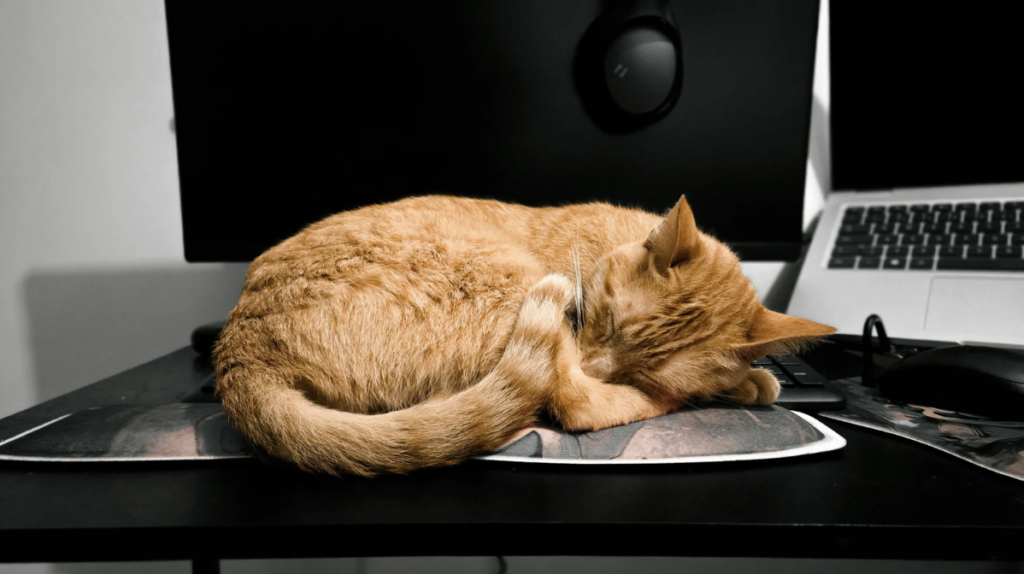 cat napping on computer
