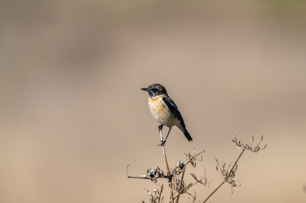 A small bird perched on a stick.