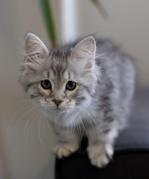 Headshots | Therapy Headshots | Therapy